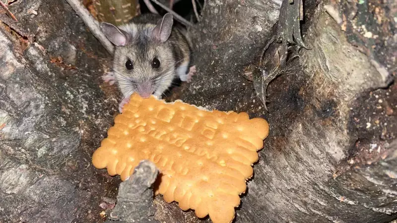 Doğa Yürüyüşünde Bulduğu Nesli Tükenmekte Olan Fareyi Bisküviyle Besledi! İşte O Anlar