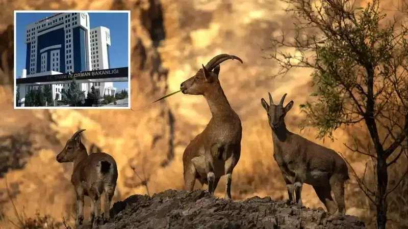 Doğayı Hiçe Sayan Avcıların Kabusu: Yaban Keçilerini Vuranlara Rekor Ceza!