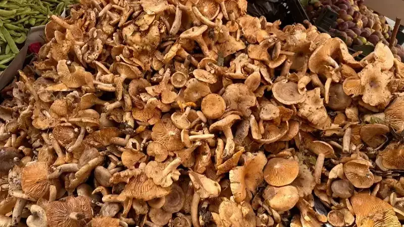 Düzce'de Mantar Zehirlenmesi Uyarısı: 6 Saat Kuralına Dikkat!