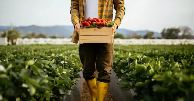 Ekstansif Tarım Nedir? Türkiye'de Nerelerde Yapılır ve Verimliliği
