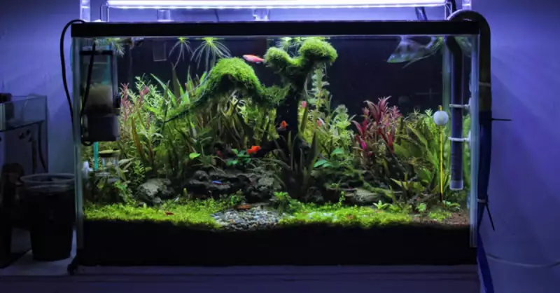 En Dayanıklı 5 Akvaryum Bitkisi ve Bakım İpuçları