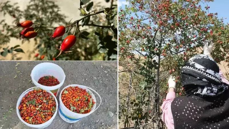 Erzincan'da Kuşburnu Mevsimi Başladı: Doğal Şifa Kaynağı Toplanıyor