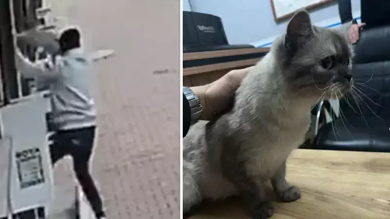 Esenyurt'ta Balkona Tırmanıp Cins Kediyi Çaldılar!