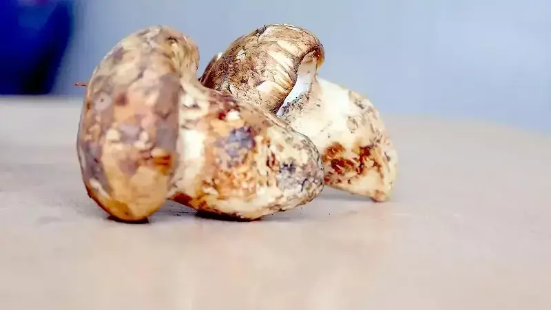 Feke'de Sedir Mantarı Hasadı: 500 TL'lik Gelir Kaynağı Tehlikede