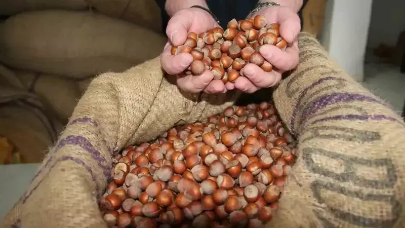 Fındık Fiyatları Yükselişte: Giresun Kalite 300 Liraya Ulaştı