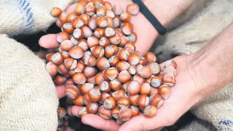 Fındık Piyasasında Kıyamet Kopuyor! TMO Devreye Giriyor