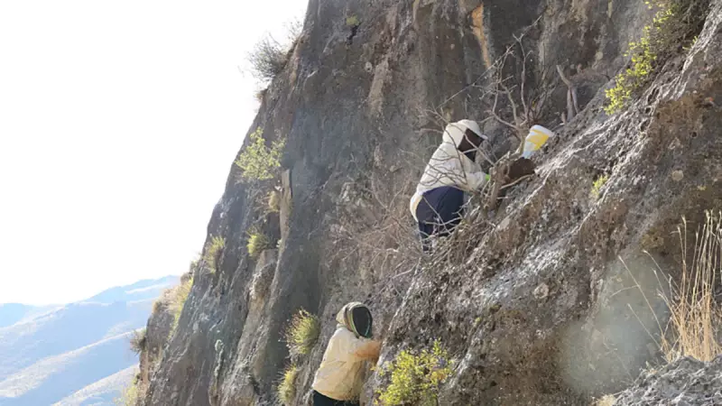 Hakkari'de 4 Günlük İzinle Kaya Balı Hasadı: Kilosu 7 Bin TL!