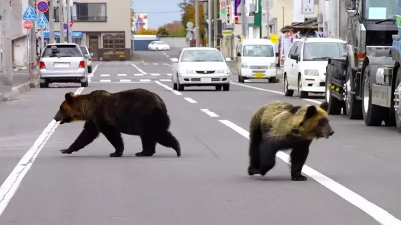 Japonya'da Ayı Saldırısı: 69 Yaşındaki Adam Tuvaletten Çıkarken Yaralandı