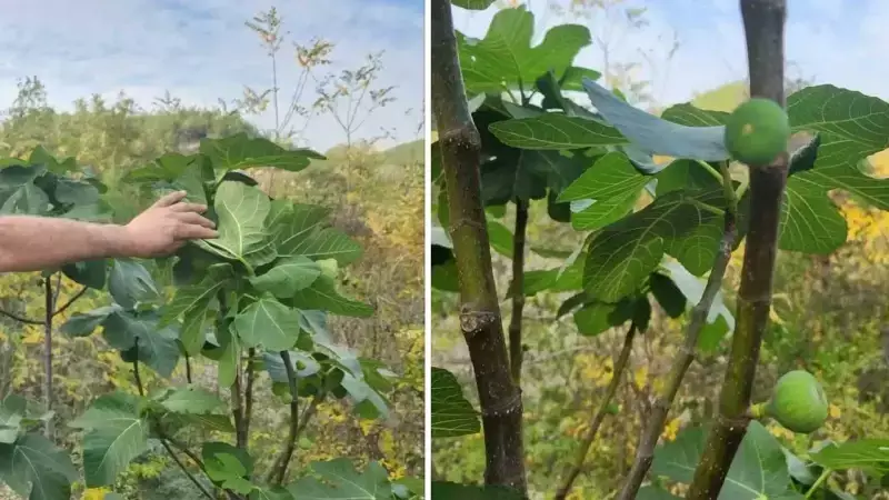 Kadirli'de 30 Derece Sıcaklık İncir Ağaçlarını Şaşırttı