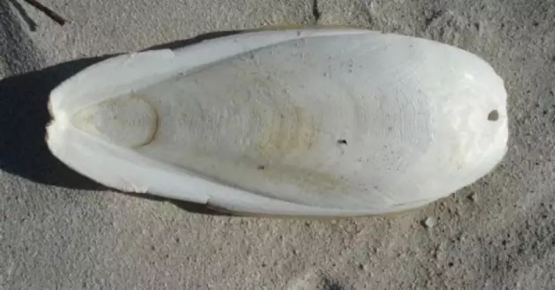 Kalamar Kemiği: Kuşlar İçin Hayati Önemi ve Kullanım Rehberi