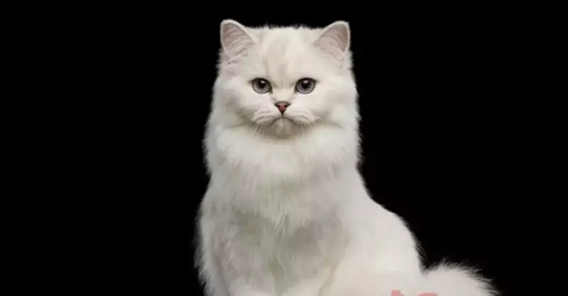 Kediler Peynir Yer Mi? Uzmanından Kritik Uyarılar