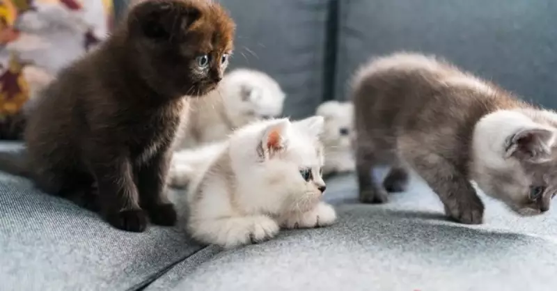 Kedilere Ekmek Verilir Mi? Cins, Yetişkin ve Yavru Kedilerde Riskler