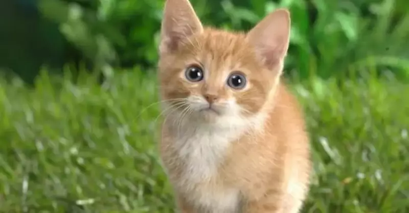 Kedilere Sucuk ve Salam Verilir Mi? Uzmanlar Uyarıyor!