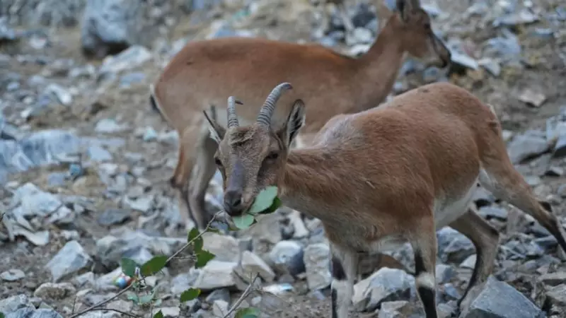 Konya'da Vurulan 2 Yaban Keçisine Rekor Ceza: 1 Milyon 600 Bin Lira!
