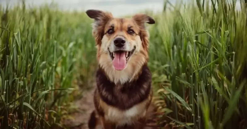 Köpekler Yoğurt Yiyebilir Mi? Cins, Yetişkin ve Yavru Köpekler İçin Rehber