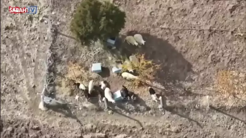 Kırıkkale'de Kaybolan 15 Küçükbaş Hayvanı Jandarma Drone'u Buldu