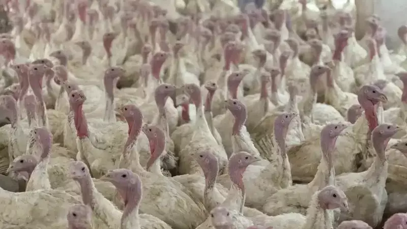 Kuş Gribi Alarmı: Göçmen Kuşlar Türkiye'yi Tehdit Ediyor