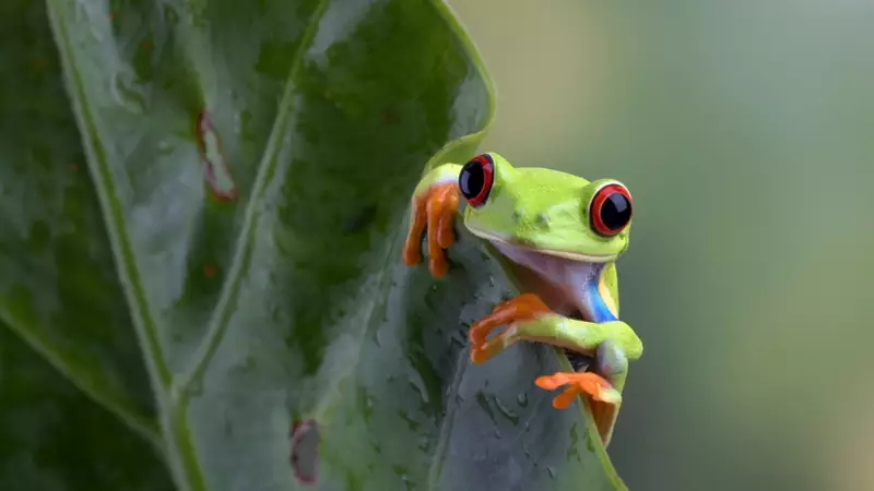 Kurbağalar Hakkında 10 Şaşırtıcı Gerçek: Derilerinden Nefes Alıyorlar!