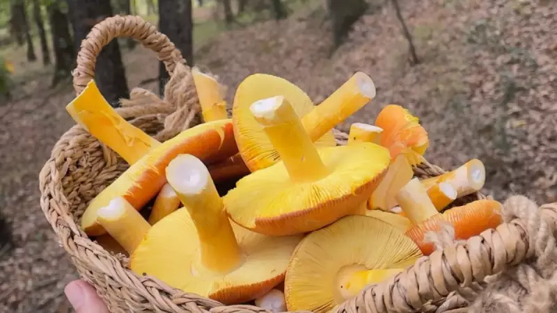 Mantar Zehirlenmelerine Karşı Uzman Uyarısı: Son Yemeğiniz Olmasın