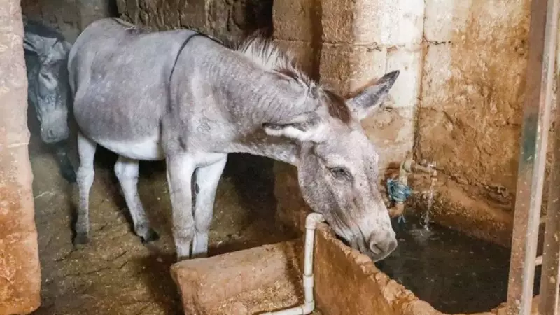 Mardin'de Kadrolu Eşekler Emekli Oluyor: Yerine Paletli Araçlar Geliyor