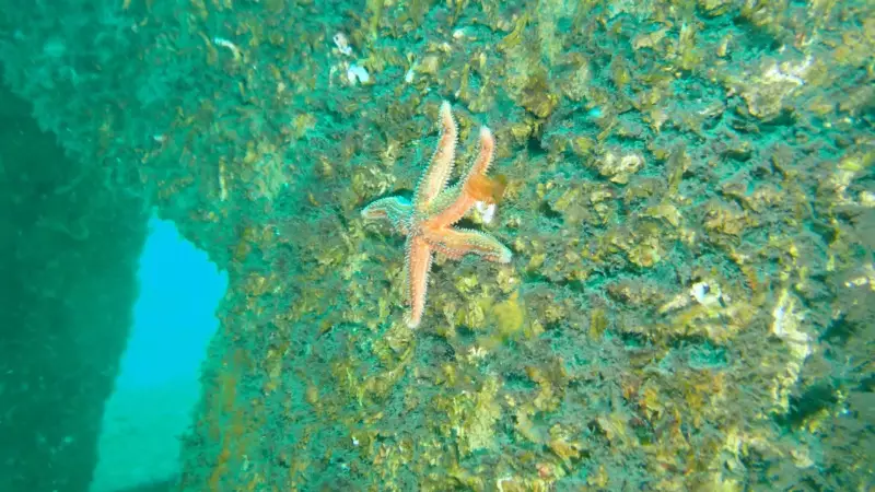 Marmara Adaları'nda Yapay Resiflerde Tür Sayısı %21 Arttı