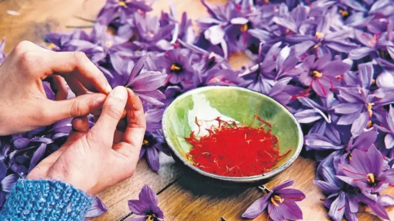 Mucizevi Bitki Lavantada Hasat Başladı: Ekonomiye 1 Milyon TL Katkı