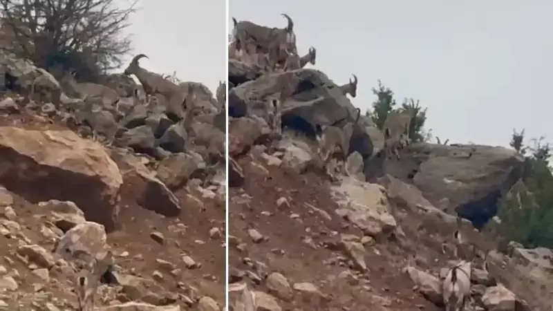 Muğla'da Sürü Halinde Görüntülenen Dağ Keçileri Büyüledi