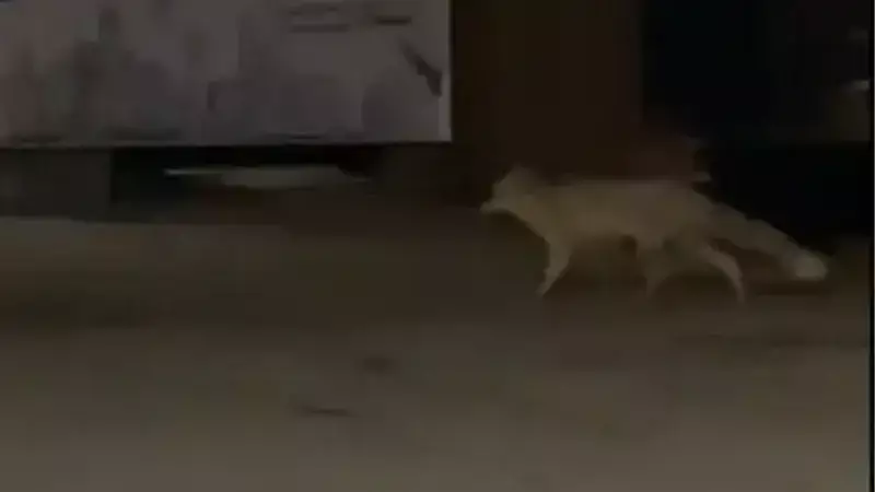 Muş'ta Aç Tilki Gece Çarşıda: Vatandaşlar Cep Telefonuyla Kaydetti