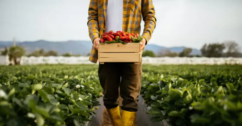 İntansif Tarım Nedir? Türkiye'de Hangi Bölgelerde Yapılır?
