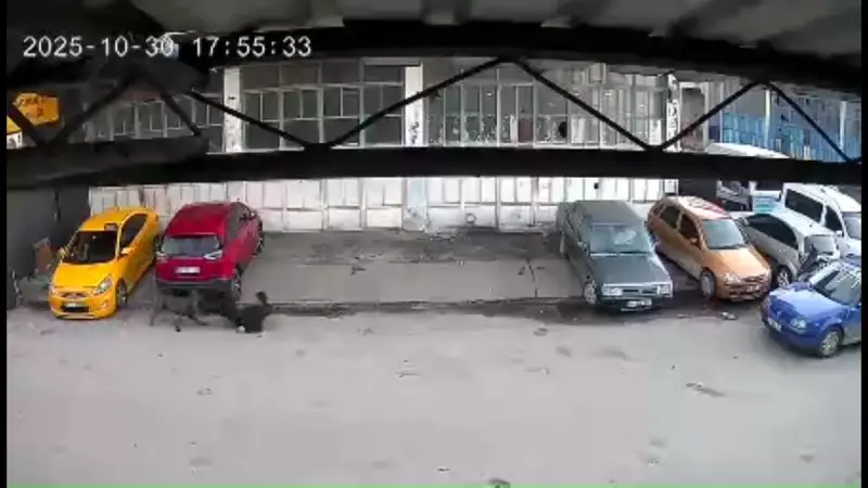 Sakarya'da Yürekleri Ağza Getiren Anlar! Sokak Köpeğinin Çocuğa Saldırısı Kamerada