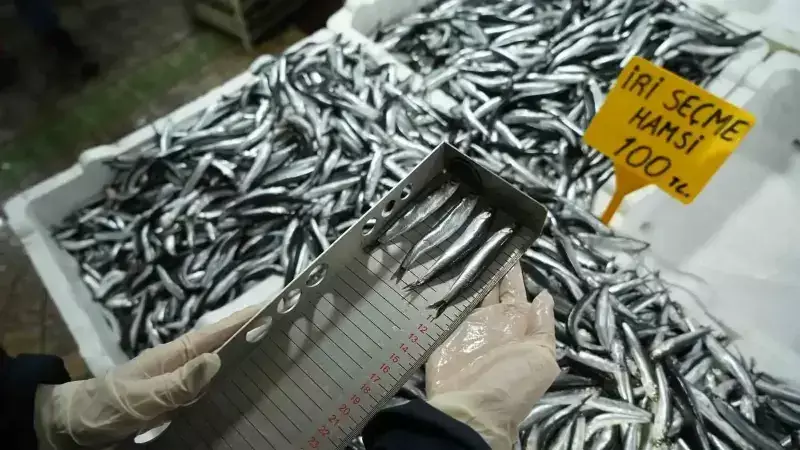 Samsun'da 45 Kişilik Ekip Yasa Dışı Balık Avcılığına Göz Açtırmıyor