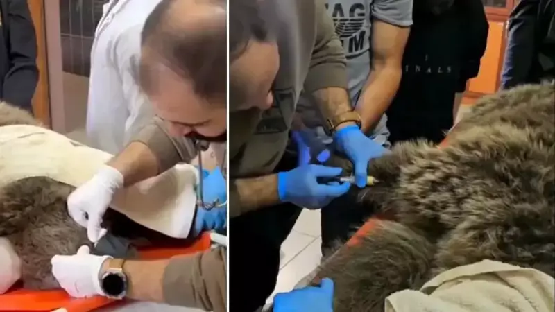 Sarıkamış'ta Yol Kenarında Bulunan Bozayı Tedavi Altına Alındı