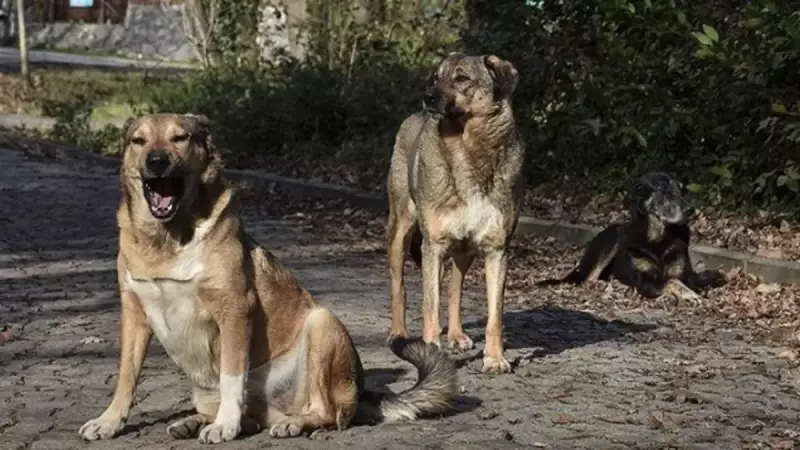İstanbul'da Sokak Köpekleri İçin Yeni Düzenleme: Besleme Yasakları