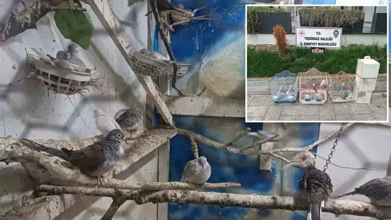 Tekirdağ'da Kaçak Kuş Üretimine Operasyon: 52 Kuş Kurtarıldı