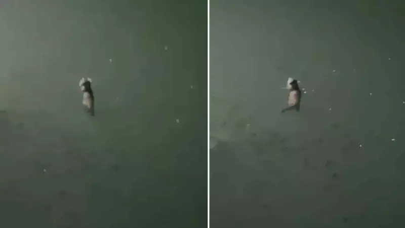 Tunceli'de Nesli Tükenmekte Olan Su Samuru Kamerada! Doğanın Nadir Sürprizi