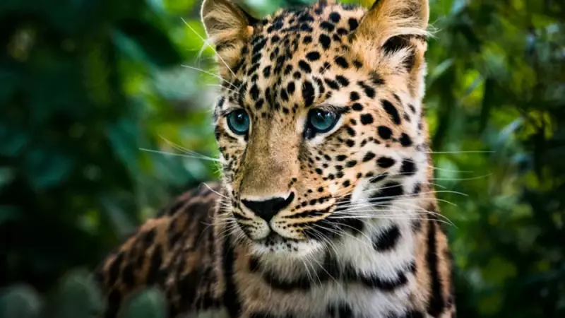 Vahşi Yaşamın Sessiz Çöküşü: Biyokütle %90 Azaldı