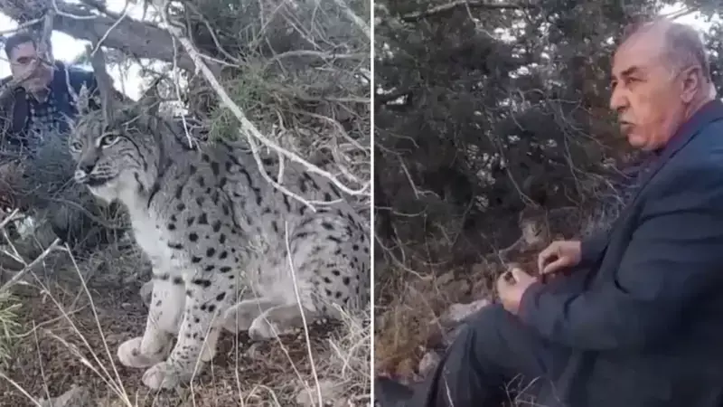 Van Gevaş'ta Nesli Tehlike Altındaki Vaşak Görüntülendi