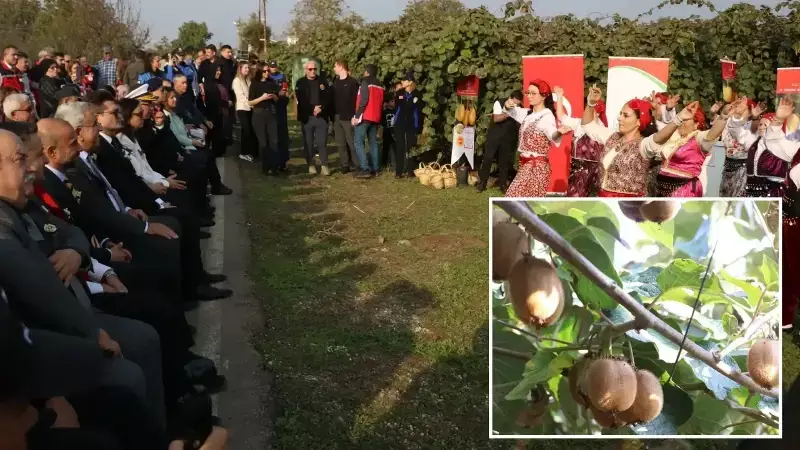 Yalova Kivi Hasadı Başladı: İlin Üretimi Türkiye'nin %15'ini Karşılıyor