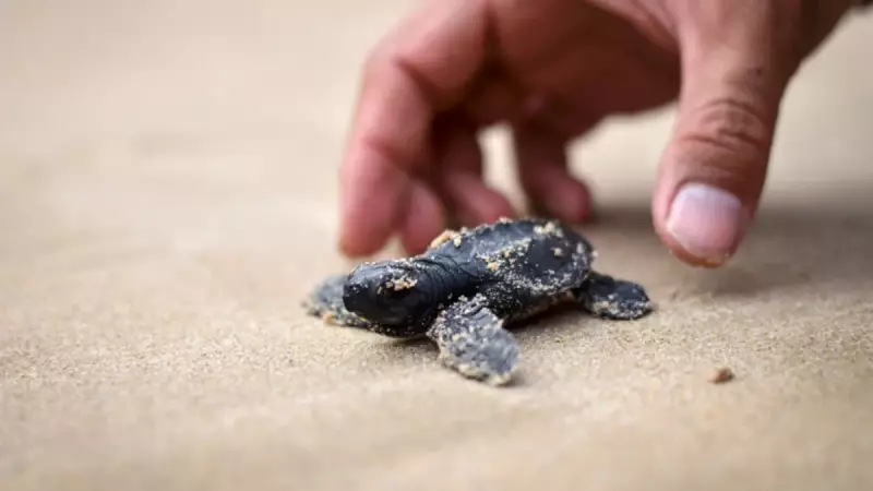 Yavru Deniz Kaplumbağaları Dünya'nın Manyetik Alanını Hissediyor