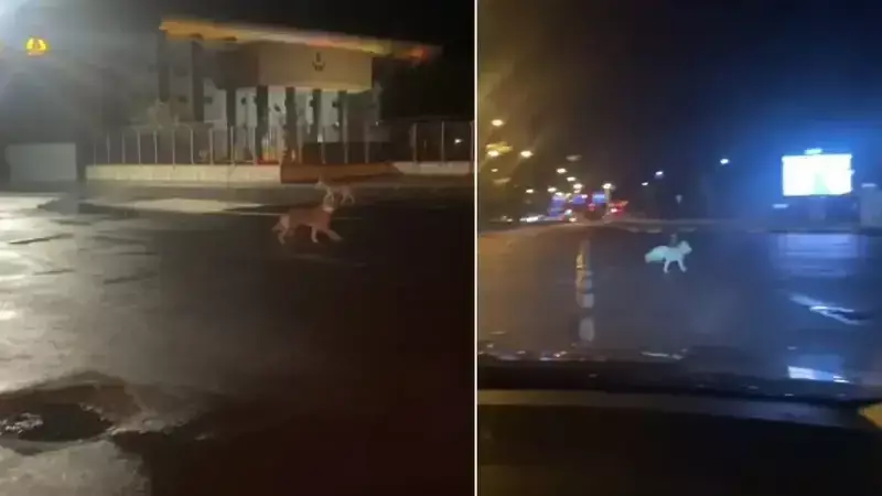 Yenişehir'de Aç Kurtlar Yerleşim Yerine İndi: Görüntüler Sosyal Medyada