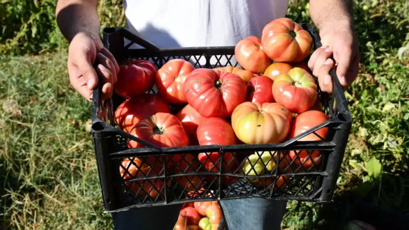 Zirai İlaçlar Reçete İle Satılacak: 2026'da Türkiye Genelinde Uygulama Başlıyor