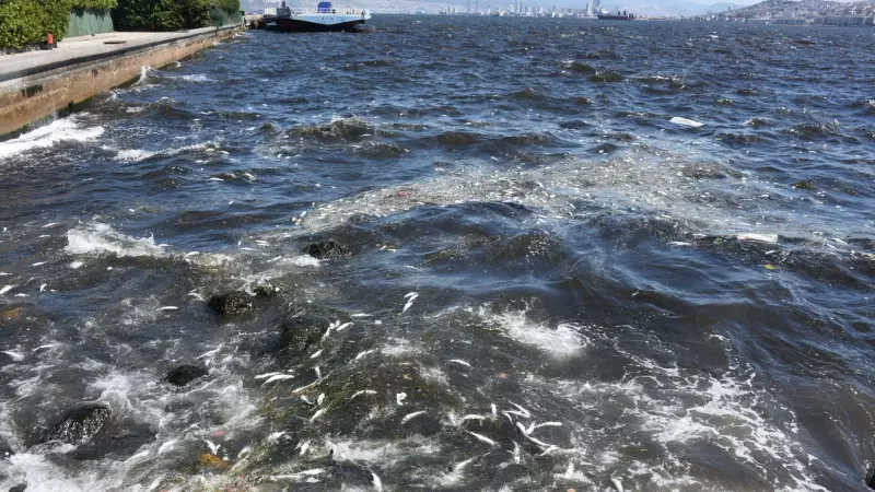 İzmir Körfezi'nde Plankton Patlaması: Koku ve Renk Değişimi Endişe Yarattı