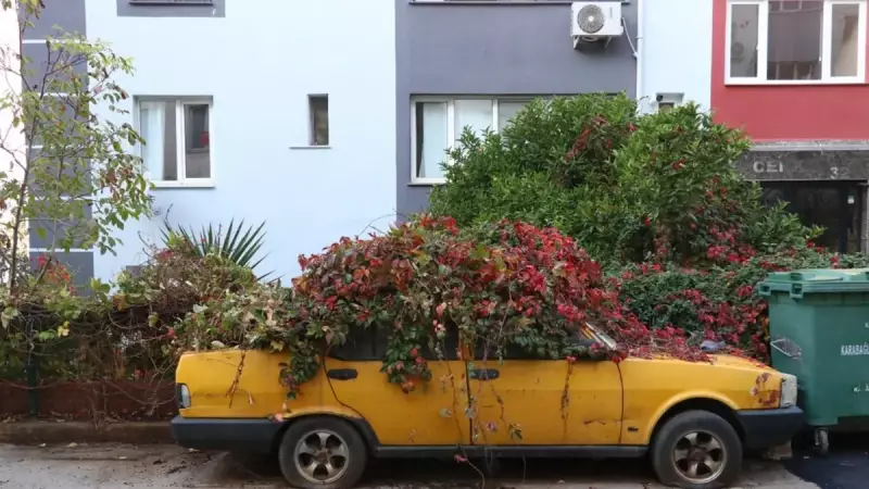 İzmir'de 8 Yıldır Park Halindeki Otomobil Sarmaşıklarla Kaplandı