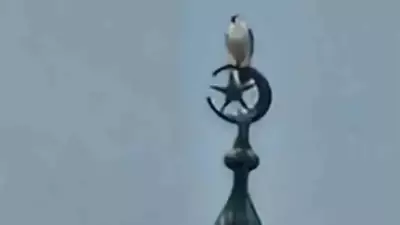 Bartın'da Cami Minaresinde Gökdoğan Kuşu Görüntülendi