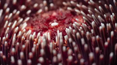 Deniz Kestanelerinin Gizemli Beyni: Tüm Vücutlarıyla Görüyorlar!