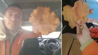 Emet'te Dev Mantar: 540 Gram ve 28 Cm Çapında Melki