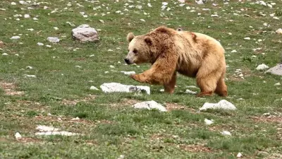 Kanada'da Ayı Saldırısı: 11 Öğrenci ve Öğretmen Yaralandı