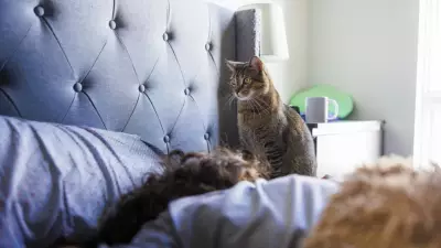 Kediniz Sizi Gizlice Koruyor: 3 Şaşırtıcı Davranışın Anlamı