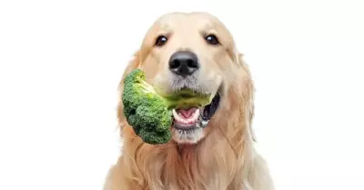 Köpeklere Yumurta Verilir Mi? Uzman Görüşleri ve Tavsiyeler