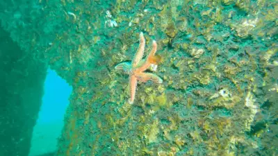 Marmara Adaları'nda Yapay Resiflerde Tür Sayısı %21 Arttı